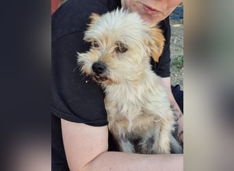 Kuki & Tobi - zwei kleine Yorkies suchen gemeinsam ihr Für-immer-Zuhause
