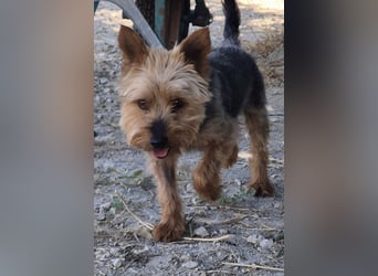 Kuki & Tobi - zwei kleine Yorkies suchen gemeinsam ihr Für-immer-Zuhause