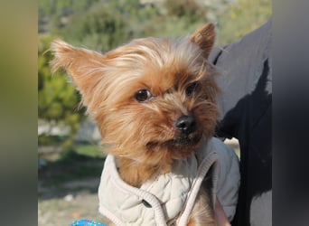 Duque, sucht ein neues Körbchen