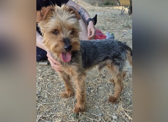 Kuki & Tobi - zwei kleine Yorkies suchen gemeinsam ihr Für-immer-Zuhause