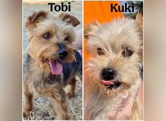 Kuki & Tobi - zwei kleine Yorkies suchen gemeinsam ihr Für-immer-Zuhause