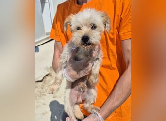Kuki & Tobi - zwei kleine Yorkies suchen gemeinsam ihr Für-immer-Zuhause