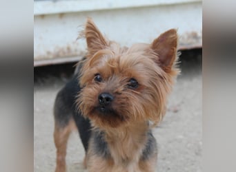 Duque, sucht ein neues Körbchen