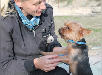 Duque, sucht ein neues Körbchen