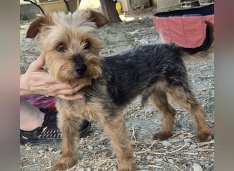 Kuki & Tobi - zwei kleine Yorkies suchen gemeinsam ihr Für-immer-Zuhause