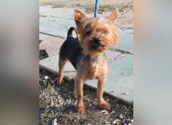 Duque, sucht ein neues Körbchen