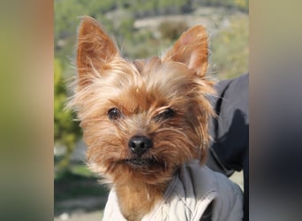 Duque, sucht ein neues Körbchen