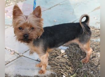 Duque, sucht ein neues Körbchen