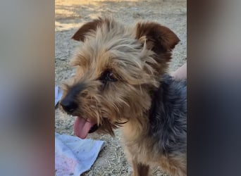 Kuki & Tobi - zwei kleine Yorkies suchen gemeinsam ihr Für-immer-Zuhause
