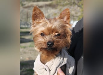 Duque, sucht ein neues Körbchen