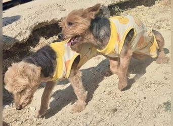 Sofi & Africa - unzertrennliches Mutter-Tochter-Duo sucht gemeinsam sein Für-immer-Zuhause