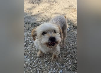 Kuki & Tobi - zwei kleine Yorkies suchen gemeinsam ihr Für-immer-Zuhause