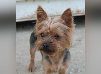 Duque, sucht ein neues Körbchen