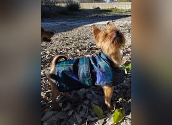 Duque, sucht ein neues Körbchen