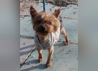 Duque, sucht ein neues Körbchen