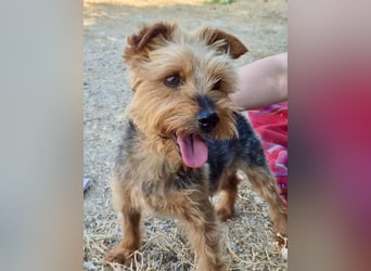 Kuki & Tobi - zwei kleine Yorkies suchen gemeinsam ihr Für-immer-Zuhause