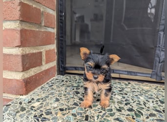 Yorkshire Terrier Welpen