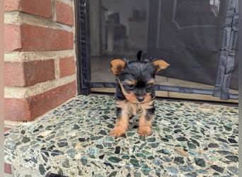Yorkshire Terrier Welpen