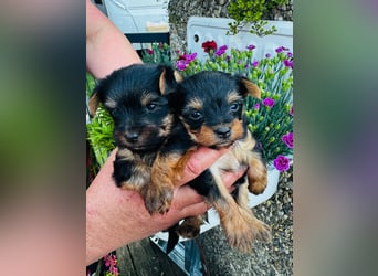 Yorkshire Terrier Welpen