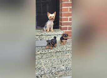 Yorkshire Terrier Welpen