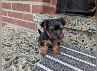 Yorkshire Terrier Welpen