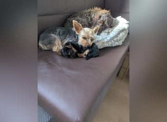 Yorkshire Terrier Welpen