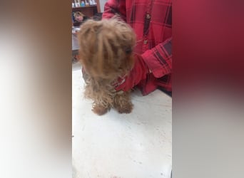 Momo-PP, kleiner Yorkie sucht Zuhause