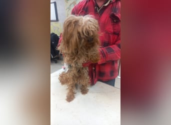 Momo-PP, kleiner Yorkie sucht Zuhause