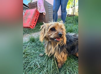 Marci. lieber kleiner Yorkshire Terrier Rüde geb. 10/2019