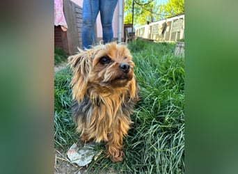 Marci. lieber kleiner Yorkshire Terrier Rüde geb. 10/2019