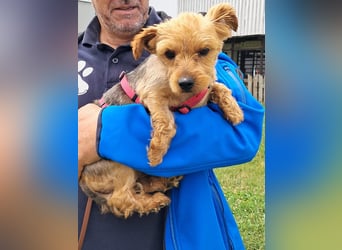 Babsi. liebe Yorkshire Terrier Hündin geb. 01/2022