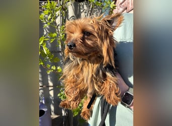 Marci. lieber kleiner Yorkshire Terrier Rüde geb. 10/2019