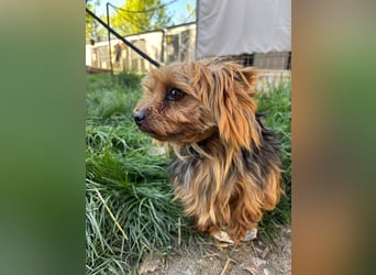 Marci. lieber kleiner Yorkshire Terrier Rüde geb. 10/2019