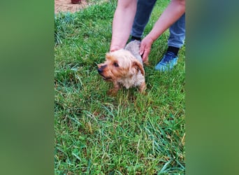 Emma, süßes Yorkshire Terrier Mädchen geb. 03/2020