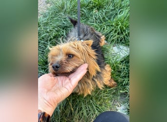 Marci. lieber kleiner Yorkshire Terrier Rüde geb. 10/2019