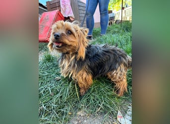 Marci. lieber kleiner Yorkshire Terrier Rüde geb. 10/2019