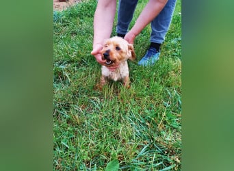 Emma, süßes Yorkshire Terrier Mädchen geb. 03/2020