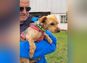 Babsi. liebe Yorkshire Terrier Hündin geb. 01/2022