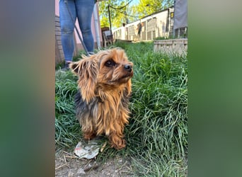 Marci. lieber kleiner Yorkshire Terrier Rüde geb. 10/2019
