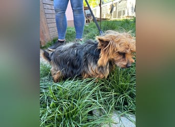 Marci. lieber kleiner Yorkshire Terrier Rüde geb. 10/2019