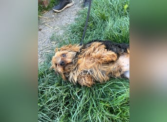 Marci. lieber kleiner Yorkshire Terrier Rüde geb. 10/2019
