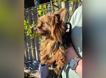 Marci. lieber kleiner Yorkshire Terrier Rüde geb. 10/2019