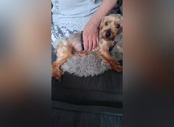 Emma, süßes Yorkshire Terrier Mädchen geb. 03/2020