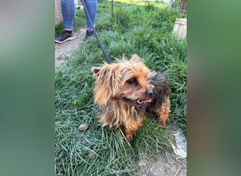 Marci. lieber kleiner Yorkshire Terrier Rüde geb. 10/2019