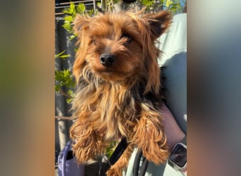 Marci. lieber kleiner Yorkshire Terrier Rüde geb. 10/2019