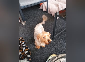Emma, süßes Yorkshire Terrier Mädchen geb. 03/2020