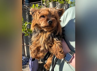 Marci. lieber kleiner Yorkshire Terrier Rüde geb. 10/2019