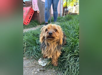 Marci. lieber kleiner Yorkshire Terrier Rüde geb. 10/2019