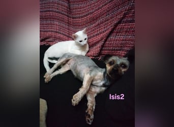 Isis2 geb. 02/2023 (ESP) - ausgeglichene Yorkiseele, einfach ein Sonnenschein!