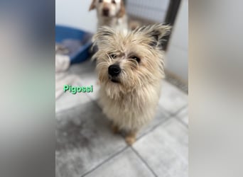 Pigossi geb. 01/2022 (ESP) - freundlicher und ruhiger Yorkshire Terrier